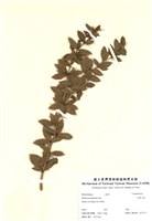 藏品(臺灣小薜)的圖片